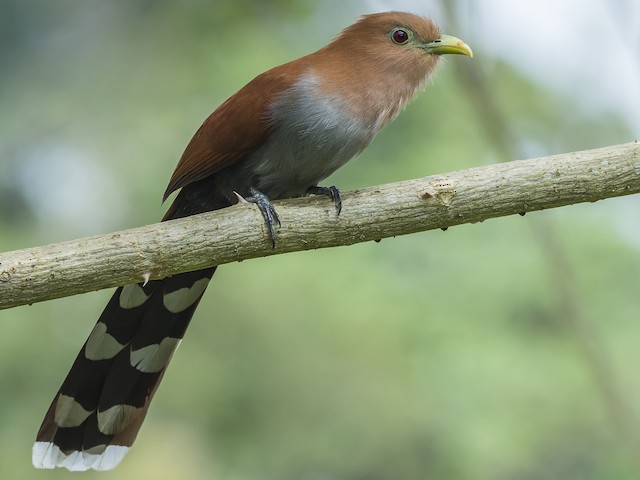 Adult (Middle America) - Squirrel Cuckoo - 