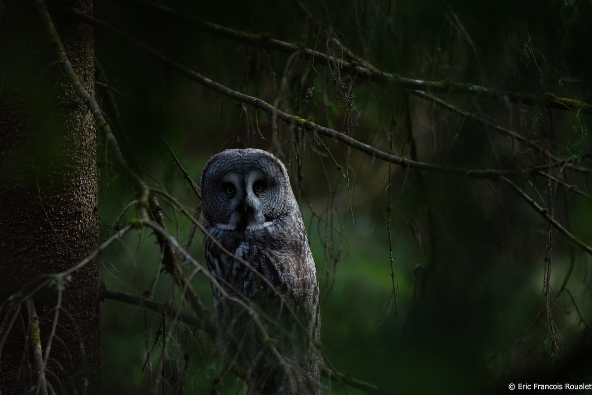 Great Gray Owl (Lapland) - Eric Francois Roualet