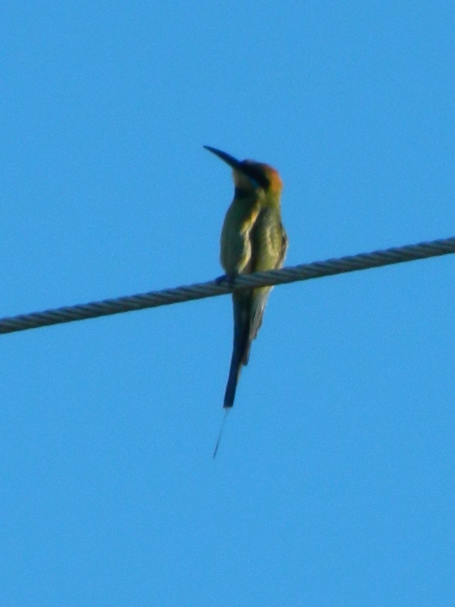Rainbow Bee-eater - Archer Callaway