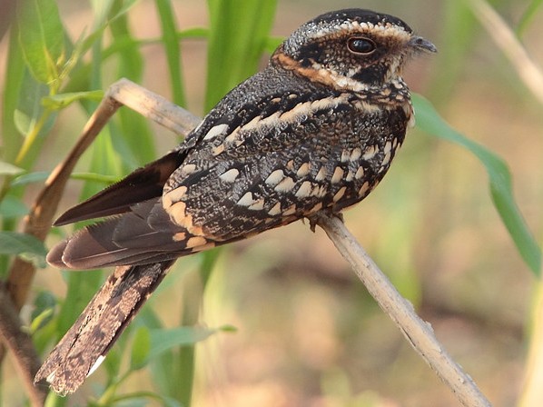 Tapacaminos Sabanero - EBird