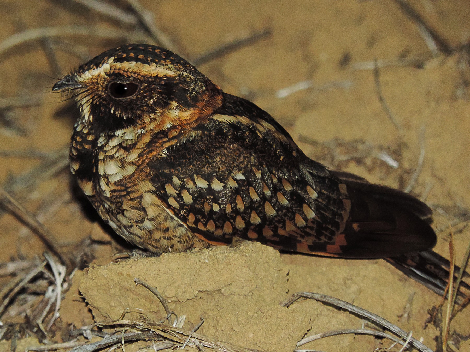 Spot-tailed Nightjar - Edvaldo Júnior