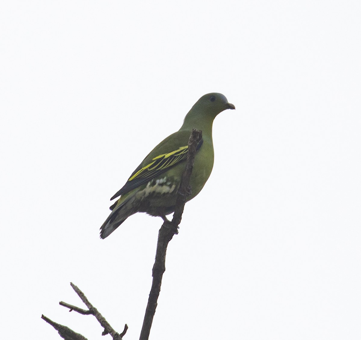 Gray-fronted Green-Pigeon - ML218231071