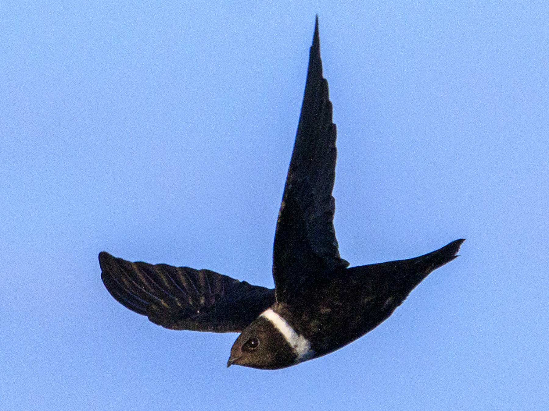 White-collared Swift - eBird