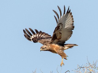 アカクロノスリ - eBird