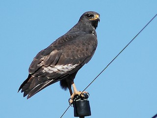 レア！アカクロノスリ（Jackal buzzard）頭骨　※捕獲データ付 ☆即納☆ レア！アカクロノスリ（Jackal buzzard）頭骨 ※捕獲