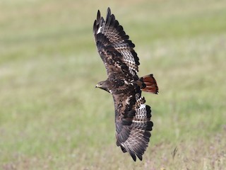 アカクロノスリ - eBird