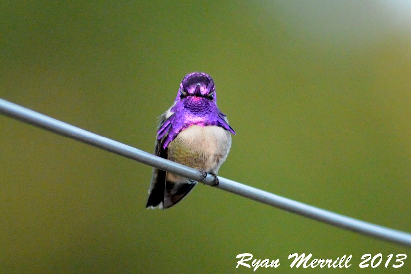 Costa's Hummingbird - Ryan Merrill