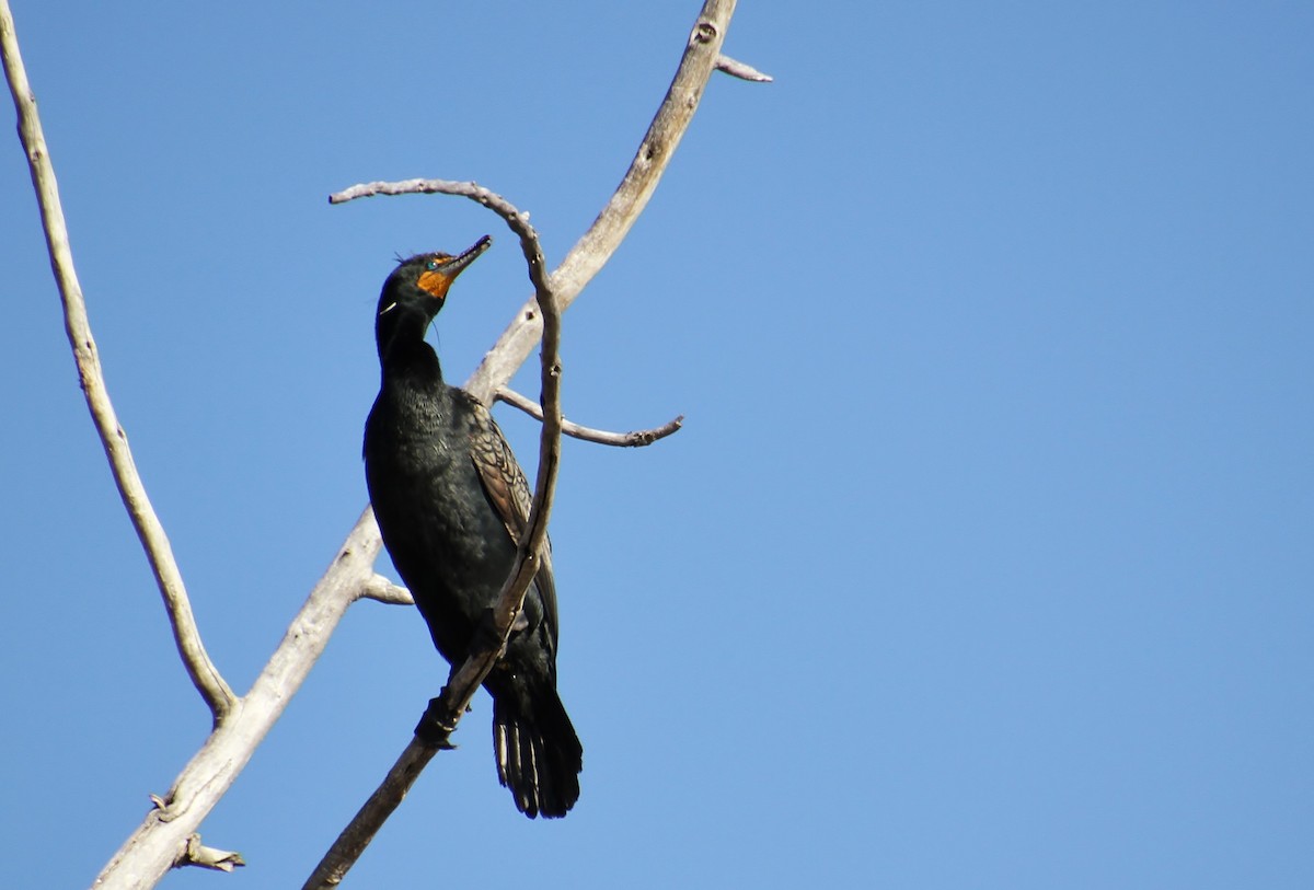Double-crested Cormorant - Jared Peck