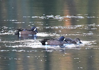Blue-winged Teal, ML218236131