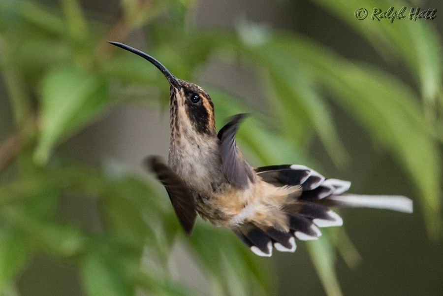 Scale-throated Hermit - ML218236381