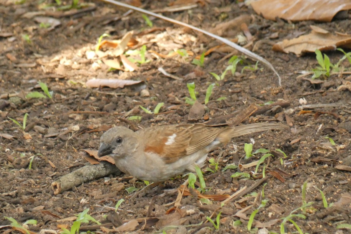 Southern Gray-headed Sparrow - Gary Wood