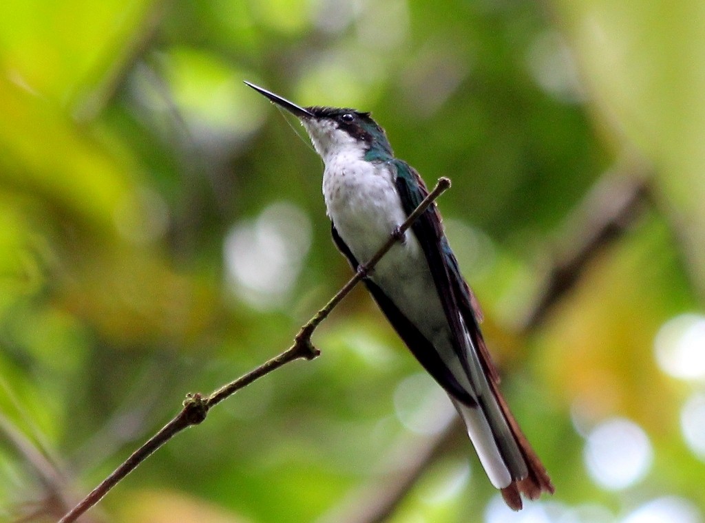 kolibřík černouchý - ML218240761
