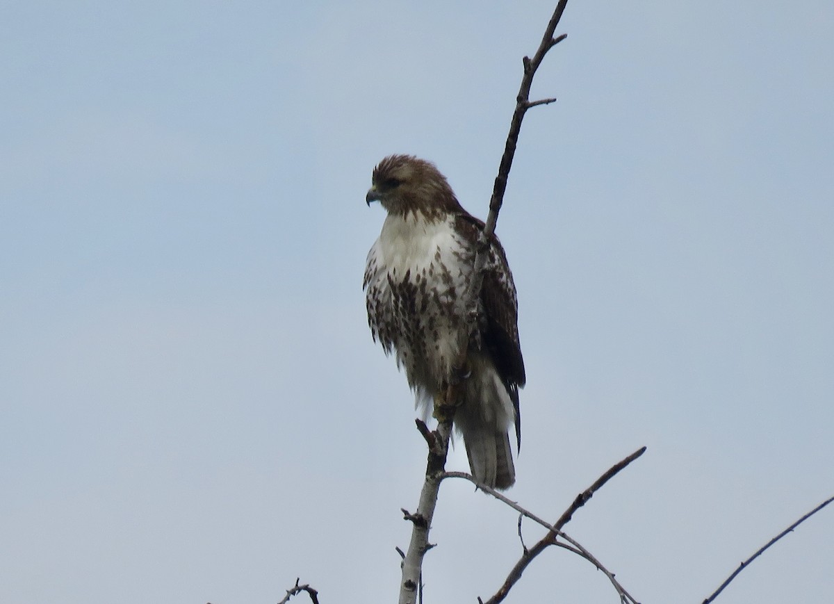 Red-tailed Hawk - ML218242091