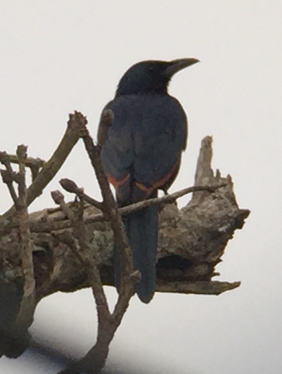 Red-winged Starling - Adam Kent