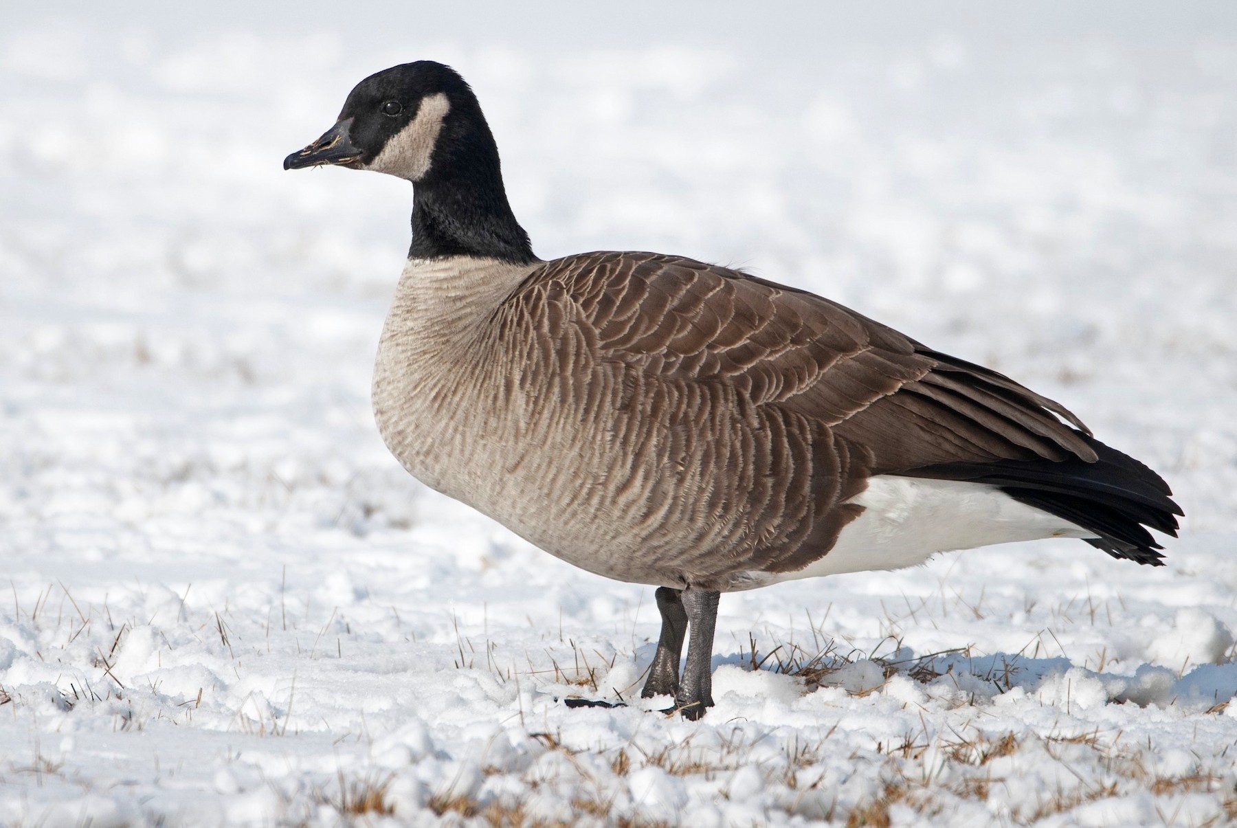 Canada goose wikipedia outlet romana