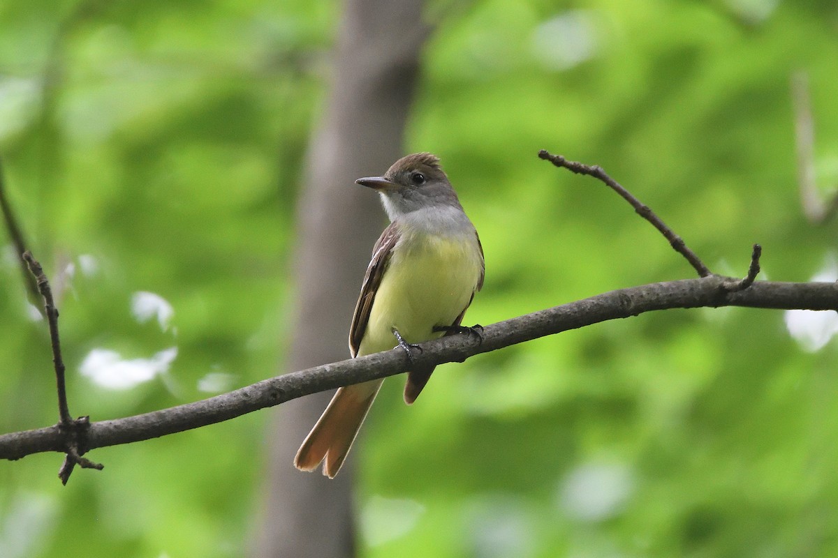 Great Crested Flycatcher - terence zahner