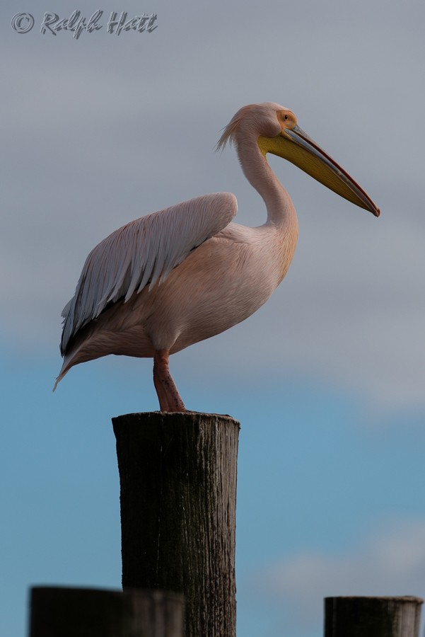 Great White Pelican - Ralph Hatt