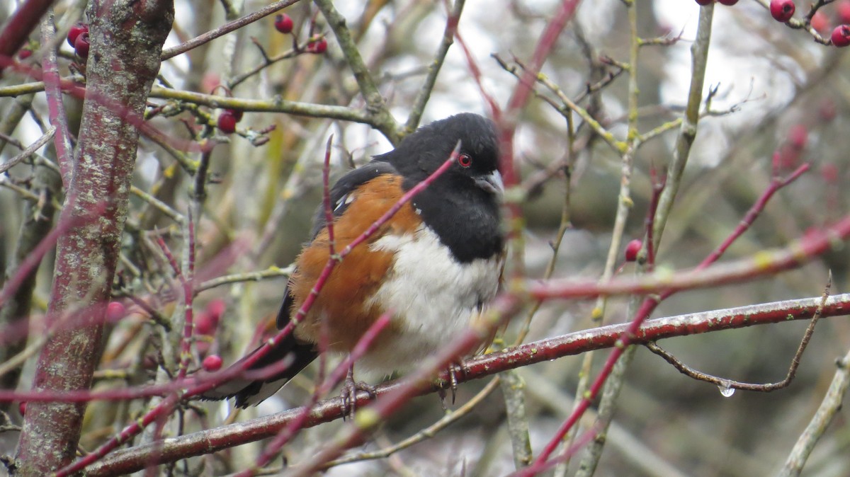 Spotted Towhee - ML21825121