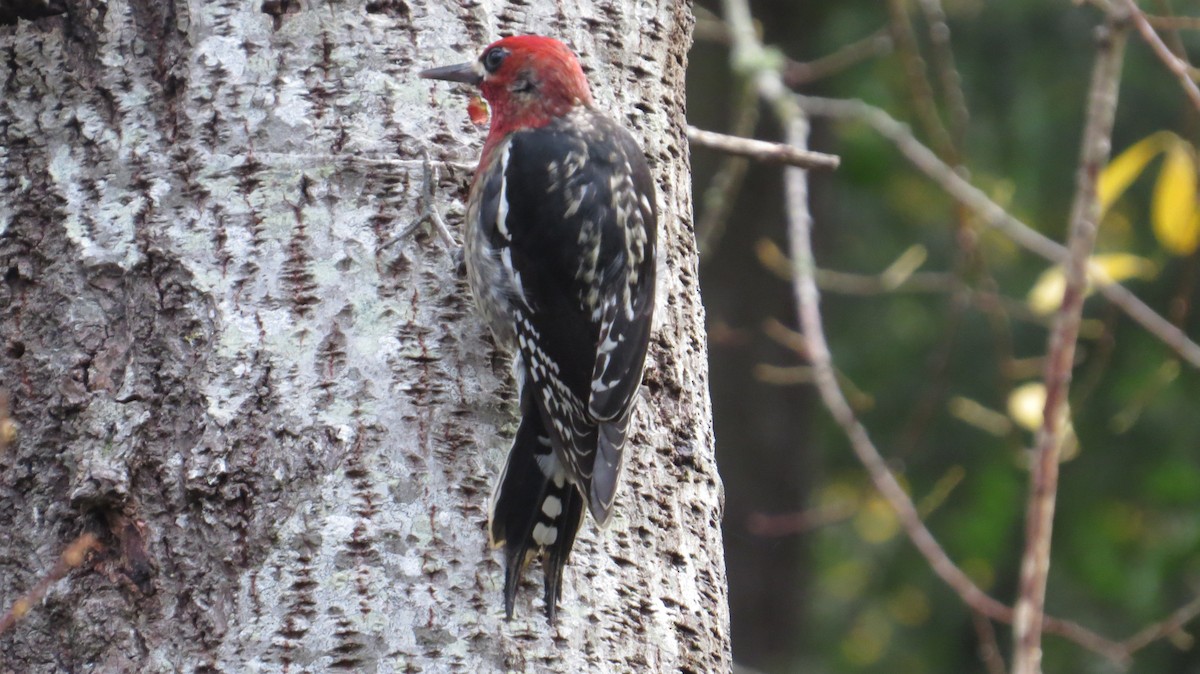 Red-breasted Sapsucker - ML21825141