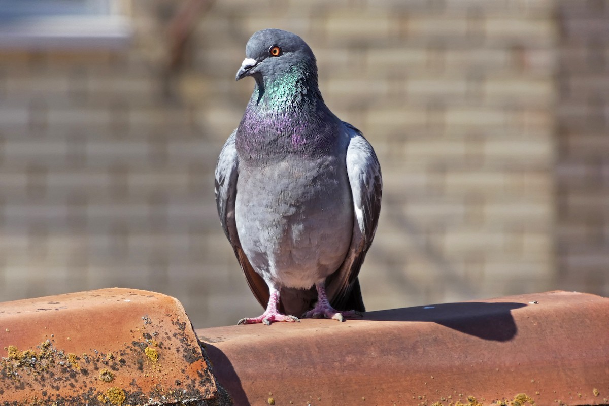 Rock Pigeon (Feral Pigeon) - Francisco Javier Calvo lesmes