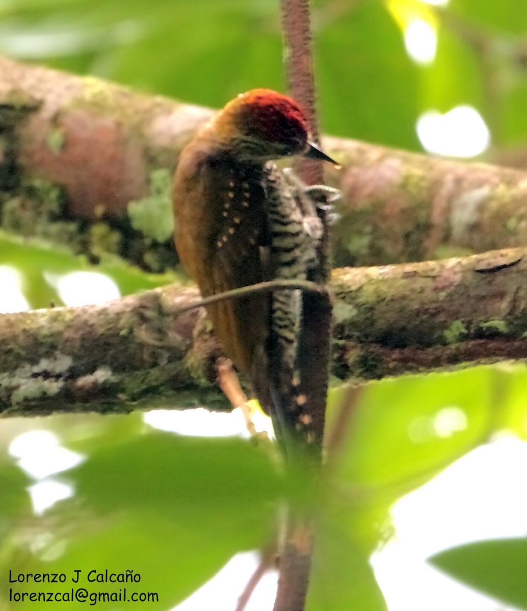 Golden-collared Woodpecker - ML218256281