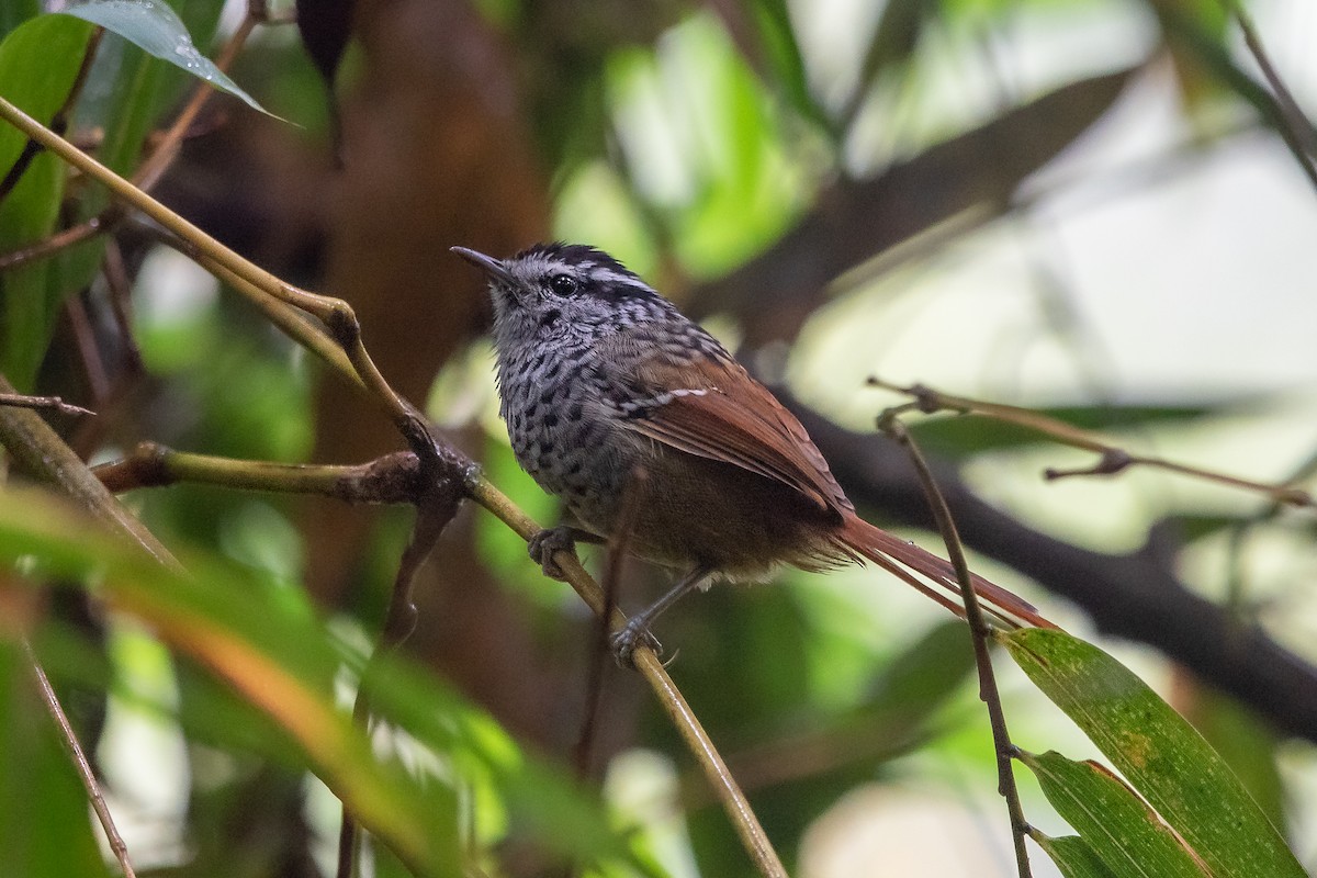 Rufous-tailed Antbird - ML218256461