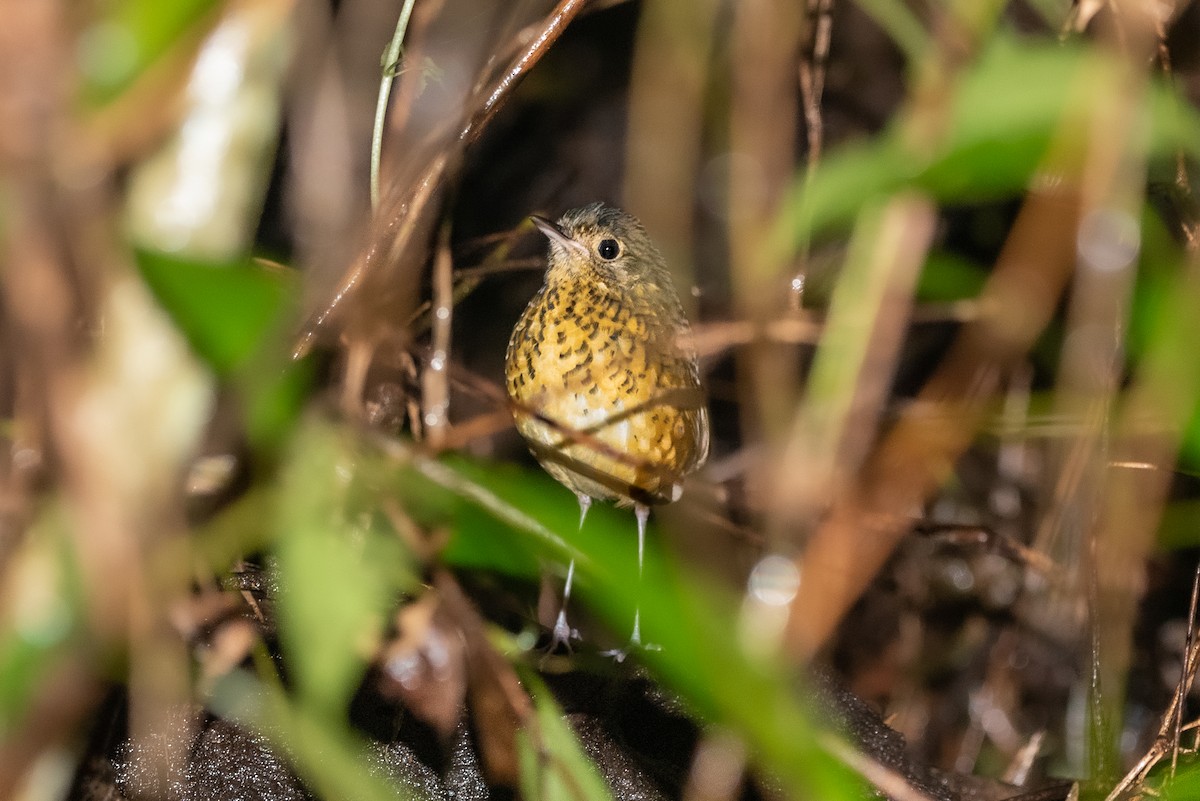 Speckle-breasted Antpitta - ML218256561