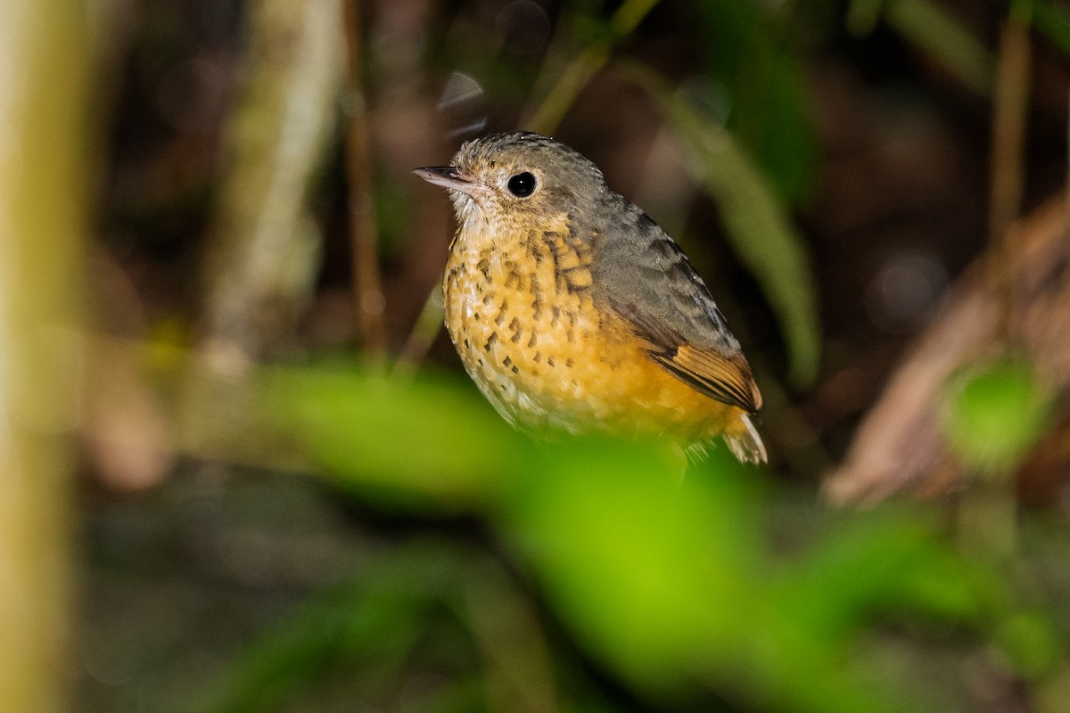 Speckle-breasted Antpitta - ML218256621