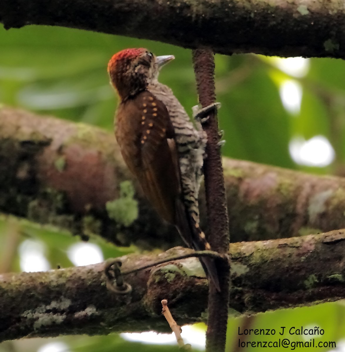 Golden-collared Woodpecker - Lorenzo Calcaño