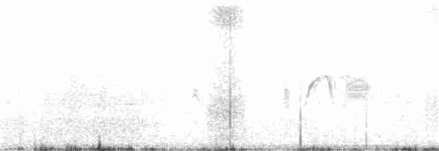 Светлобрюхий фиби - ML218257511