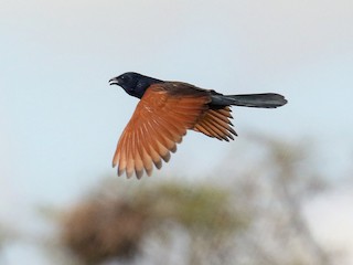 นกเต็มวัยในฤดูผสมพันธุ์ - Michael O'Brien - ML218258491