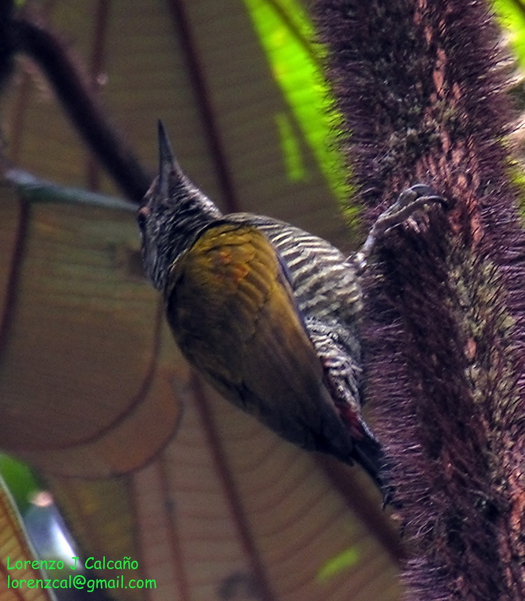 Golden-collared Woodpecker - Lorenzo Calcaño