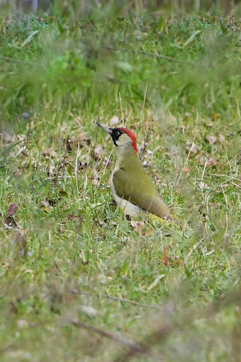 Eurasian Green Woodpecker - ML218259251