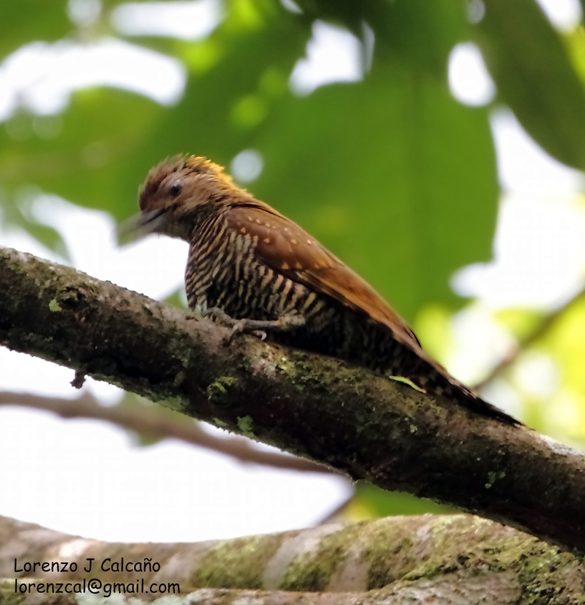 Golden-collared Woodpecker - ML218259441