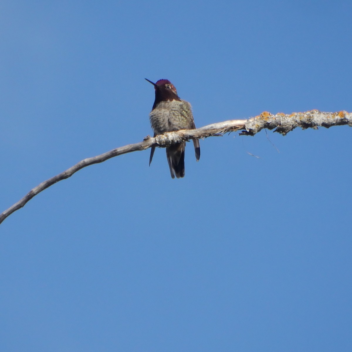 Anna's Hummingbird - ML218260861