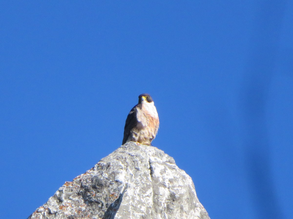 Peregrine Falcon - Rudolf Koes