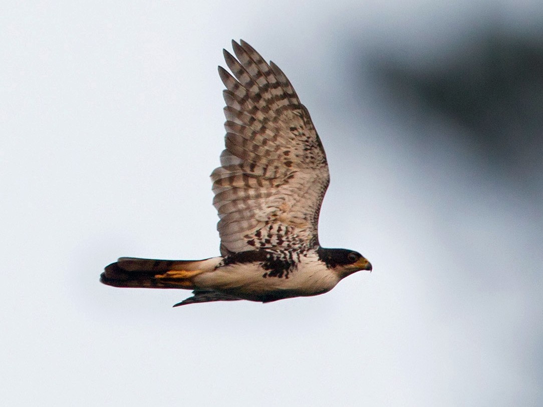 goshawk vs sparrowhawk