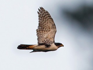 Adult - Lars Petersson | My World of Bird Photography - ML218262991