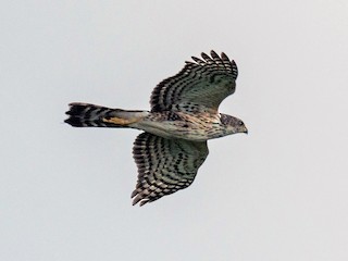 Молодая птица - Raphaël Nussbaumer - ML218263041