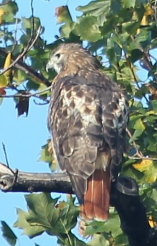 Red-tailed Hawk - ML21826531