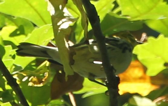 Black-throated Green Warbler - ML21826651