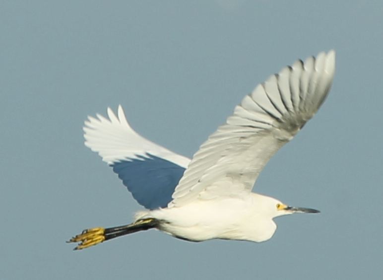 Snowy Egret - sicloot