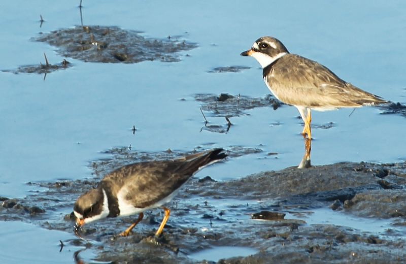 Semipalmated Plover - sicloot