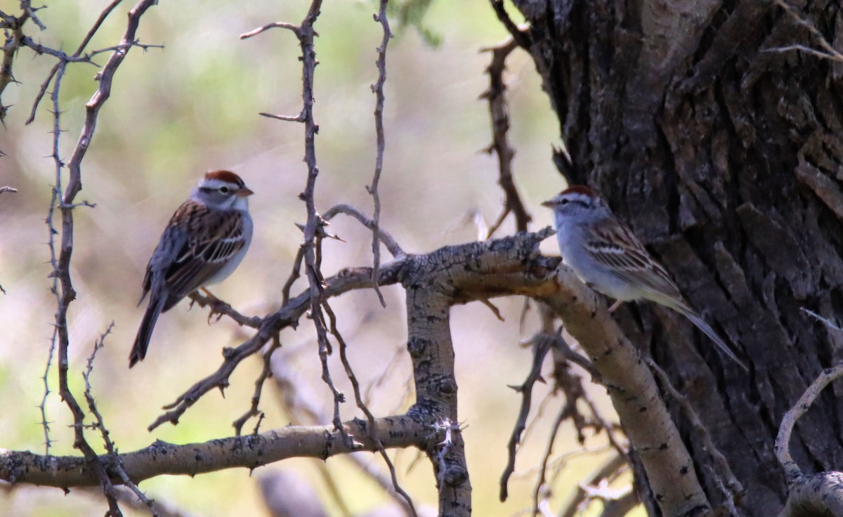 Chipping Sparrow - ML218269091