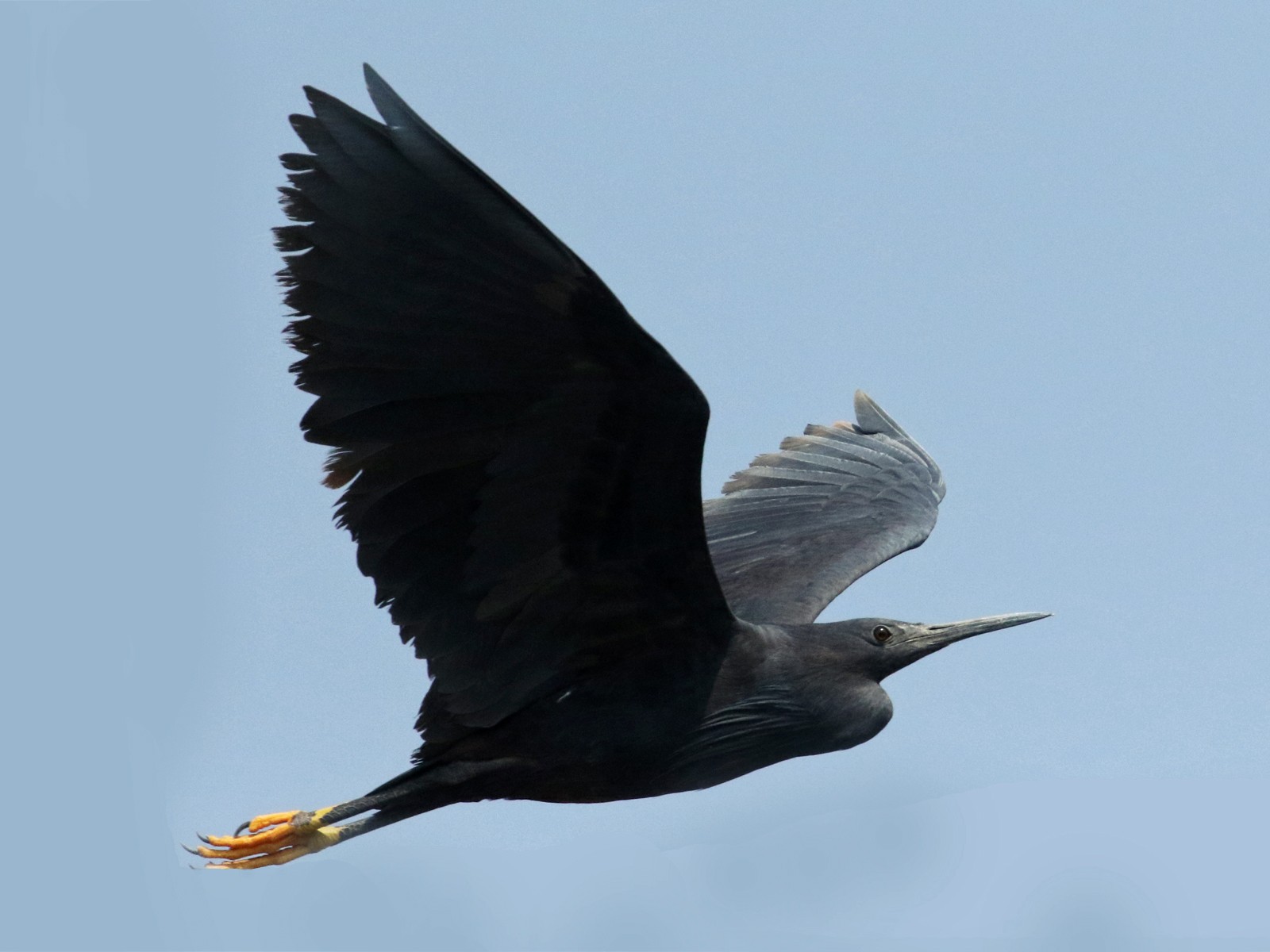 black heron, scientific name Egretta ardesiaca, black egret