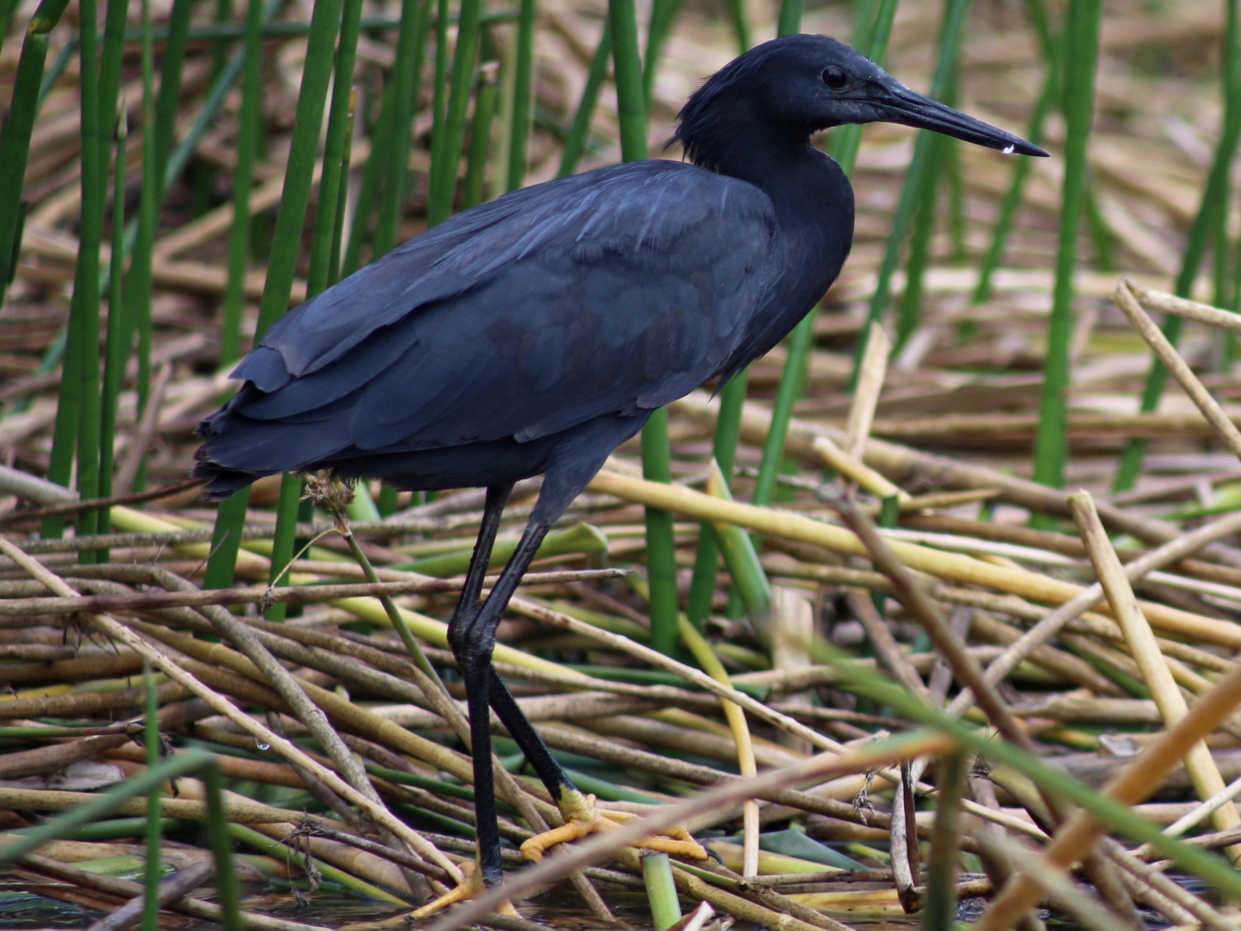 Black Heron – Profile | Traits | Facts | Diet | Habitat | Breeding ...