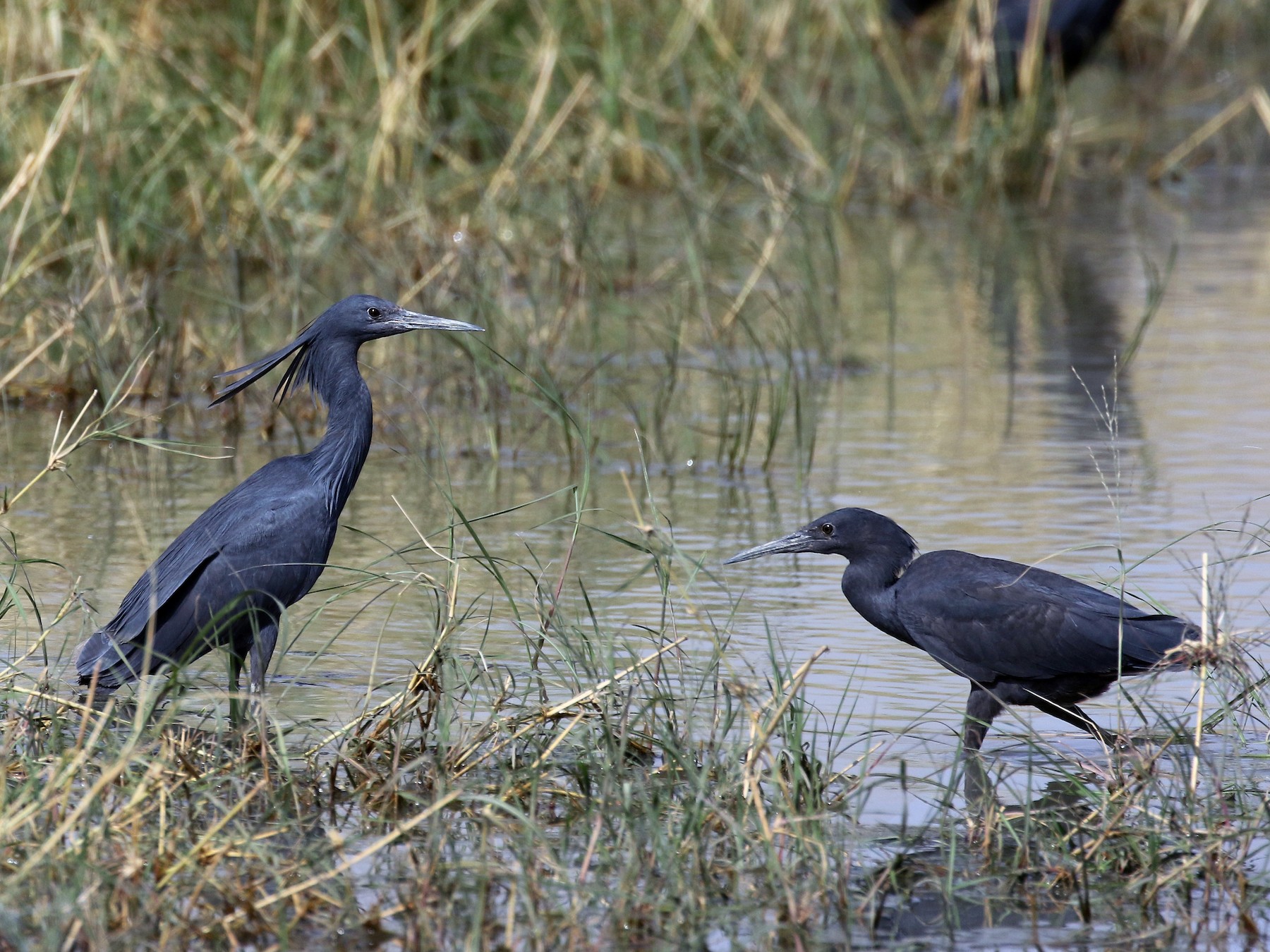 Black Egret