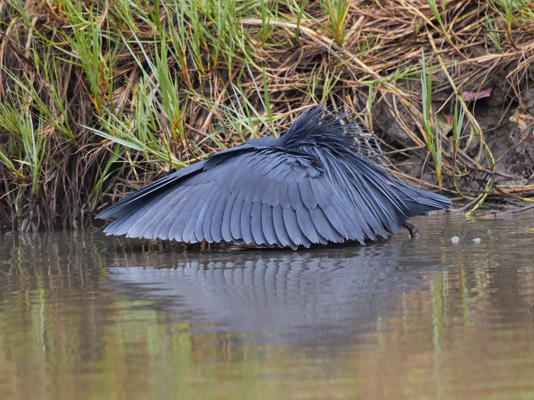 garça-negra (schistacea) - eBird