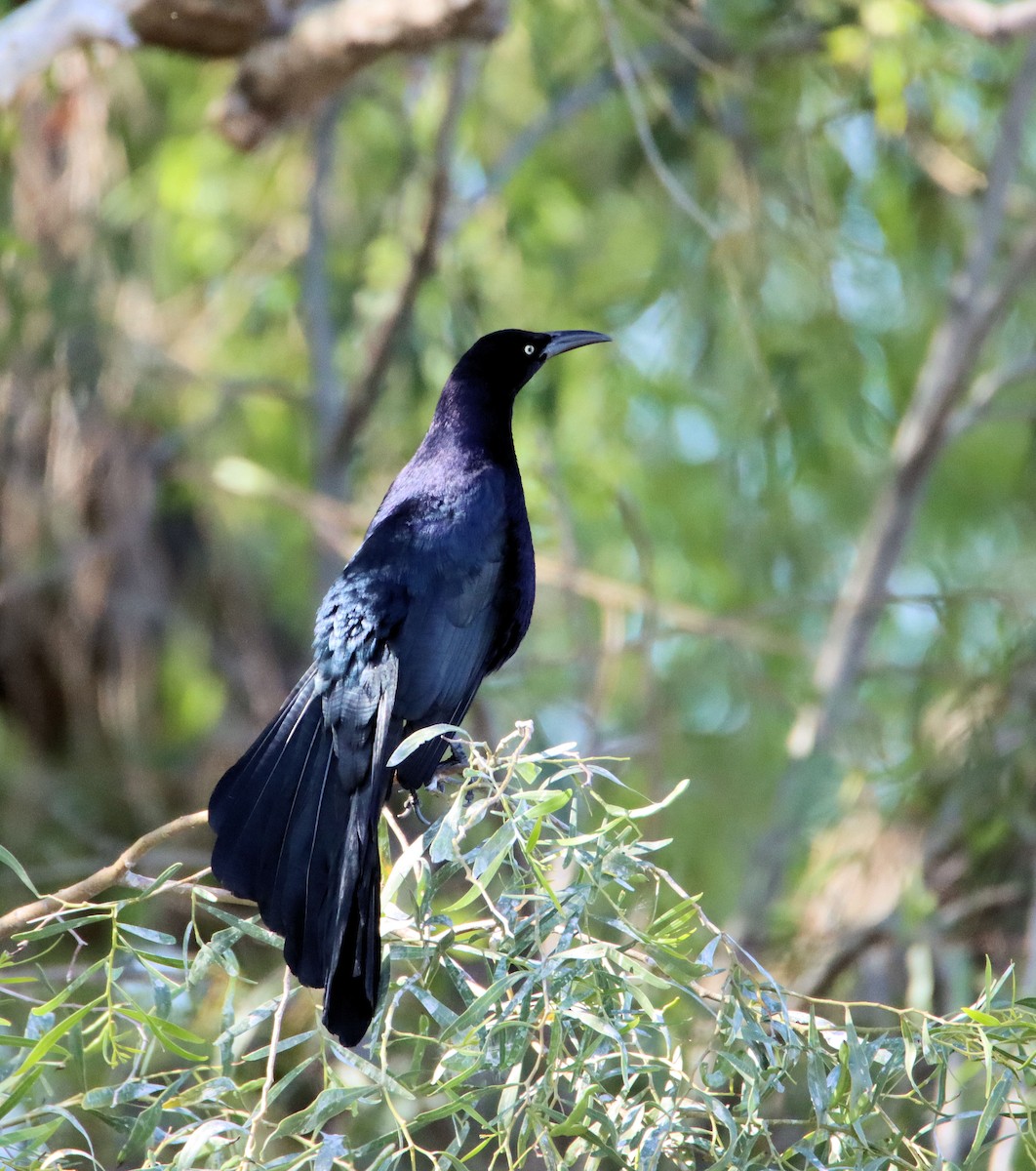Great-tailed Grackle - ML218270231