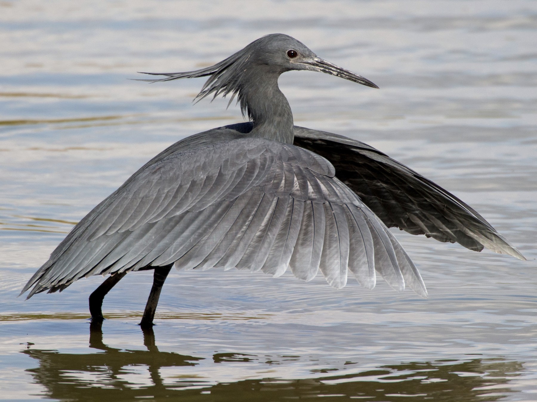 Black Heron - Ebird